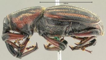 Media type: image;   Entomology 1040 Aspect: habitus lateral view